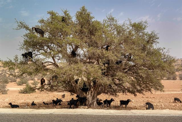 Wer hat noch nie einen Baum voller Ziegen gesehen? Wir haben dieses ungewöhnliche Motiv beim Vorbeifahren in Marokko gesehen.